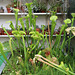 Succulents and carnivores