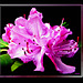 Rhododendron-4... ©UdoSm