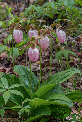 Cypripedium acaule (Pink Lady's-slipper orchid)