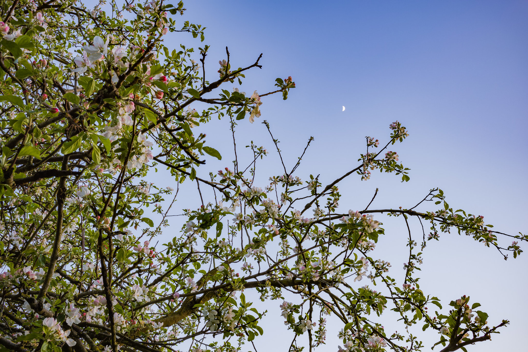 Moon over apple tree