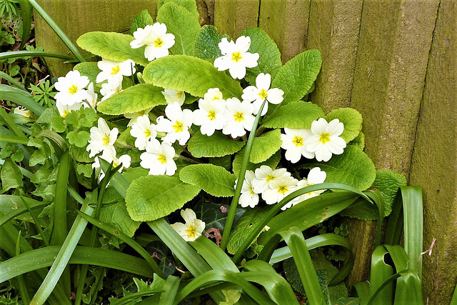 The lovely primroses edging my drive