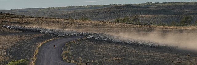 Sheep Drive, Steens Mt DSC1452ver1