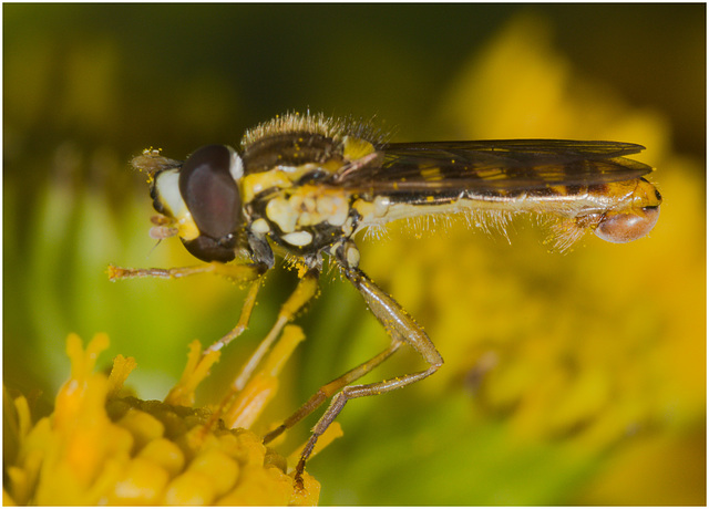 IMG 9275 Hoverfly