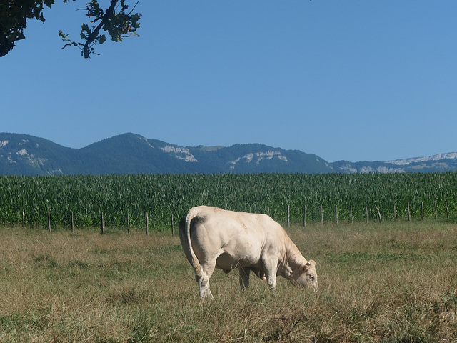 En campagne