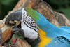 Blue and gold Macaw