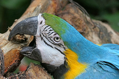 Blue and gold Macaw