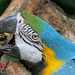 Blue and gold Macaw