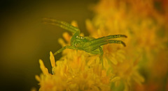 Wenn ich mal groß bin,möchte ich auch fliegen können :)) When I grow up, I want to be able to fly too :)) Quand je serai grand(e), je veux pouvoir voler aussi :))