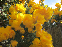 The gorse is so beautiful