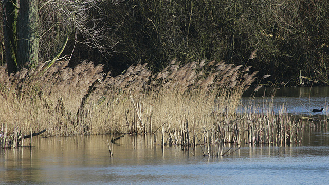 Etang encore libre