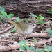 Day 6, Olive Sparrow / Arremonops rufivirgatus