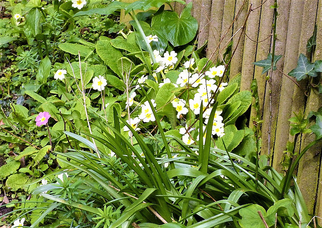 More primroses up the driveway