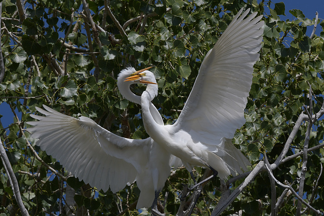 Great Egrets at Sodhouse AWP 6228 GreatEgret15 copy