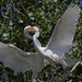 Great Egrets at Sodhouse AWP 6228 GreatEgret15 copy