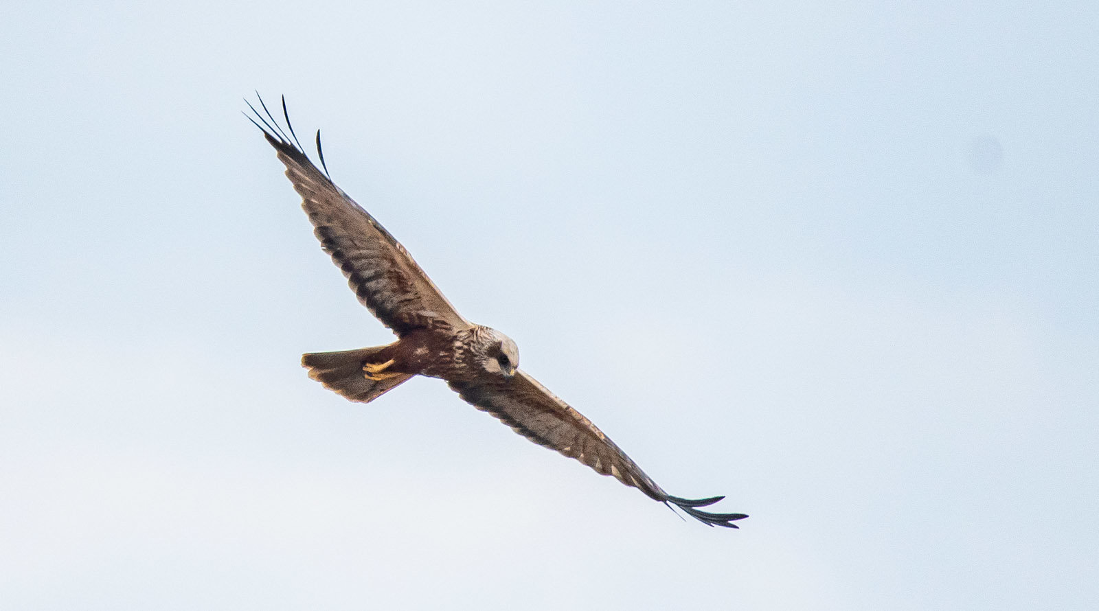 Marsh harrier