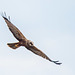 Marsh harrier