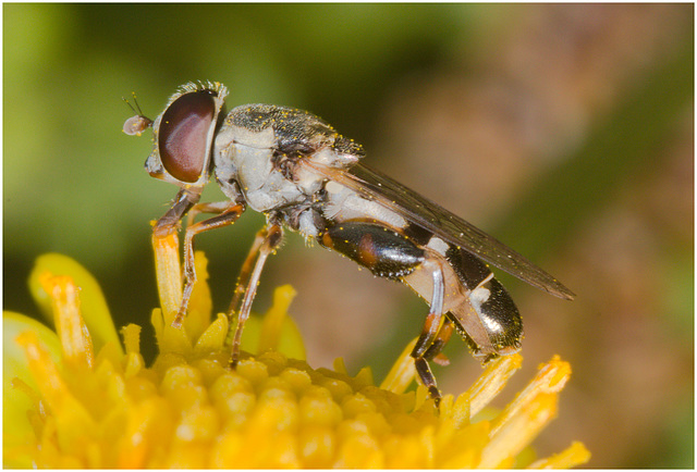 IMG 9283 Hoverfly