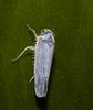 IMG 7265 leaf hopper