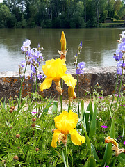 Les iris mises en Seine