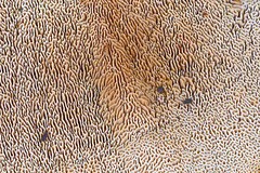 Bracket Fungus DTZ 0053