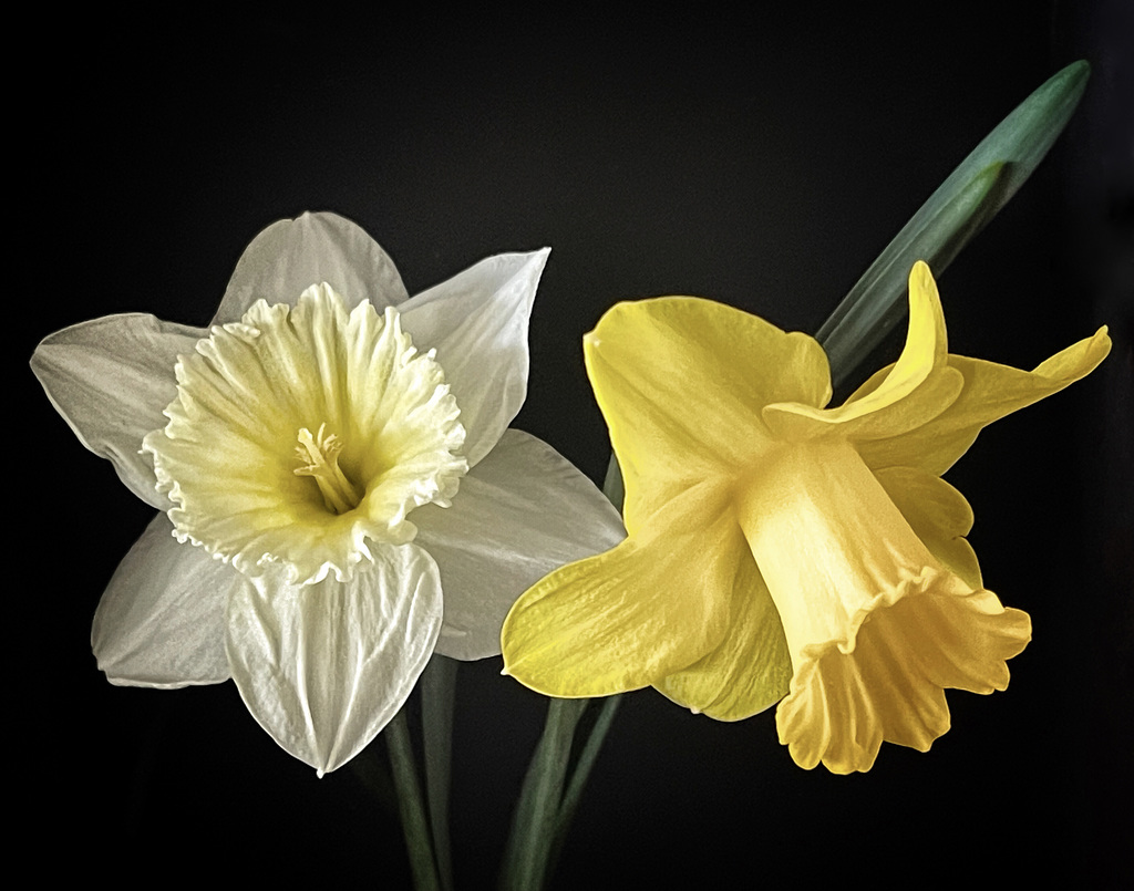daffs 27:3:2025