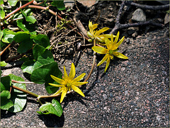 Lesser Celandine