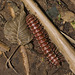 IMG 3225 Milipede-1