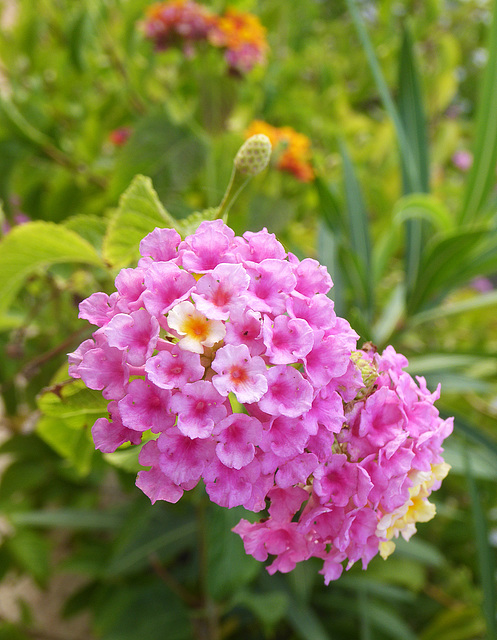 Lantana camara (serie)