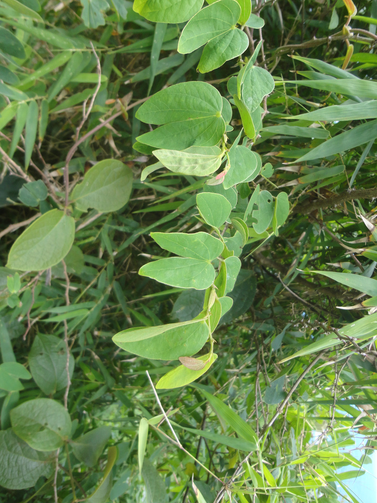DSC01501 - pata-de-vaca Bauhinia forficata, Fabaceae Caesalpinioideae