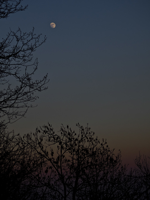 The moon at the blue hour