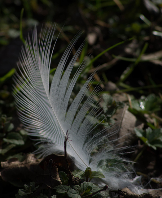 petite plume d'aigrette