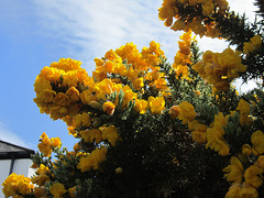 The gorse is a talking point