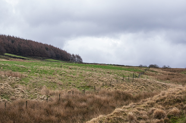 Rough grassland