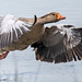 Greylag goose