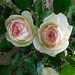 Roses de Ronsard**************pour vous*******