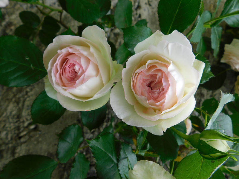 Roses de Ronsard**************pour vous*******