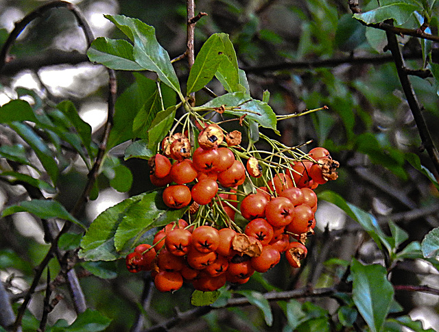 20221027 1900CPw [D~LIP] Mittelmeer-FEUERDORN (Pyracantha coccinea), Bad Salzuflen