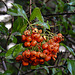 20221027 1900CPw [D~LIP] Mittelmeer-FEUERDORN (Pyracantha coccinea), Bad Salzuflen