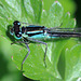 EOS 90D Peter Harriman 11 03 48 07273 blueTailedDamselfly dpp