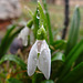 Snowdrop with raindrops ~ My Beloved Snowdrops