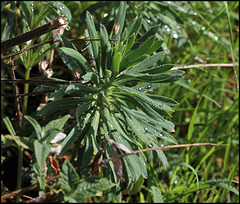 Euphorbe characias