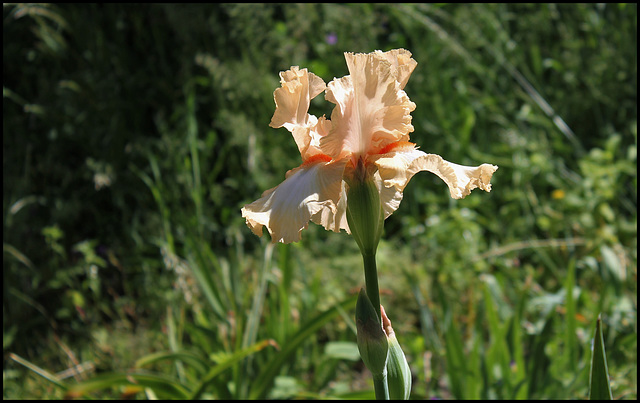 Iris Galipette Du Barry (3)