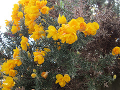 Some lovely Gorse