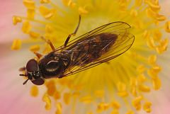 EF7A9470hoverfly
