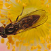 EF7A9470hoverfly