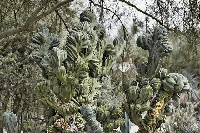 "Dinosaur Back" Cactus, Take #1 – Desert Botanical Garden, Papago Park, Phoenix, Arizona