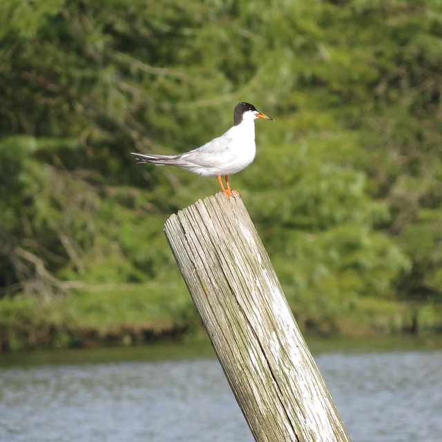 Forster's tern