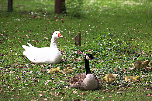 Gänsefamilie