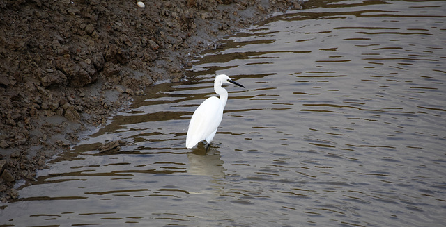 Little Egret - 12 November 2021