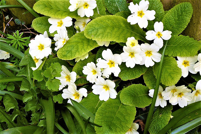 Some more primroses